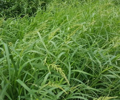 适合山东地区种植的珍稀树种,十种常见观赏草有哪些