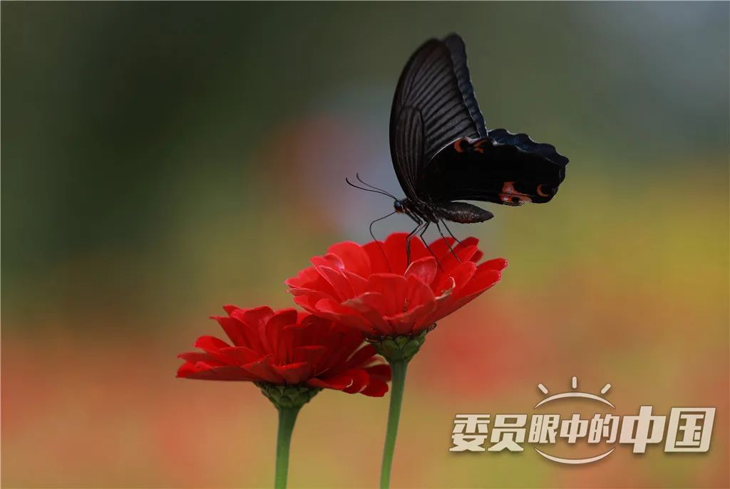 美丽中国中国篇,美丽中国双碳有我主题范文800字