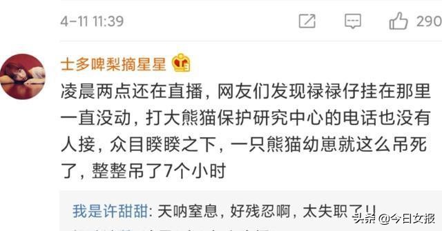 大熊猫幼崽窒息视频,大熊猫幼崽窒息后续