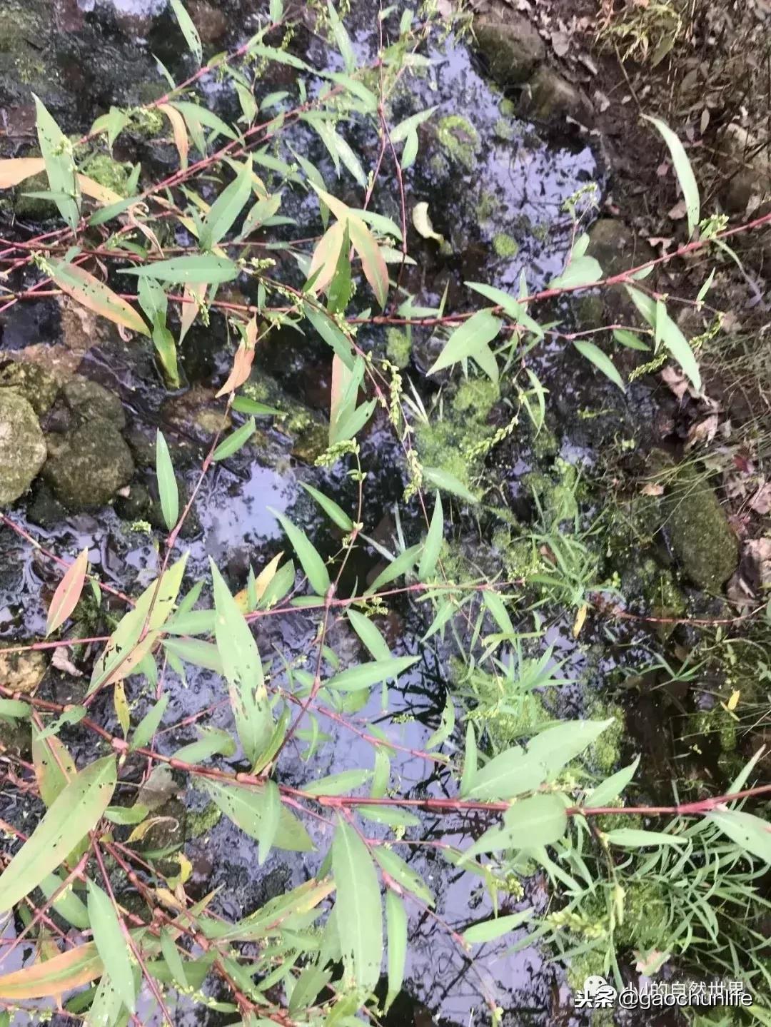 草龟难养,养草龟笔记