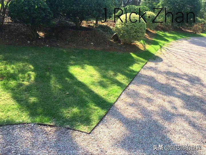 怎样种植草坪技术,果岭草坪的种植养护方法及技巧