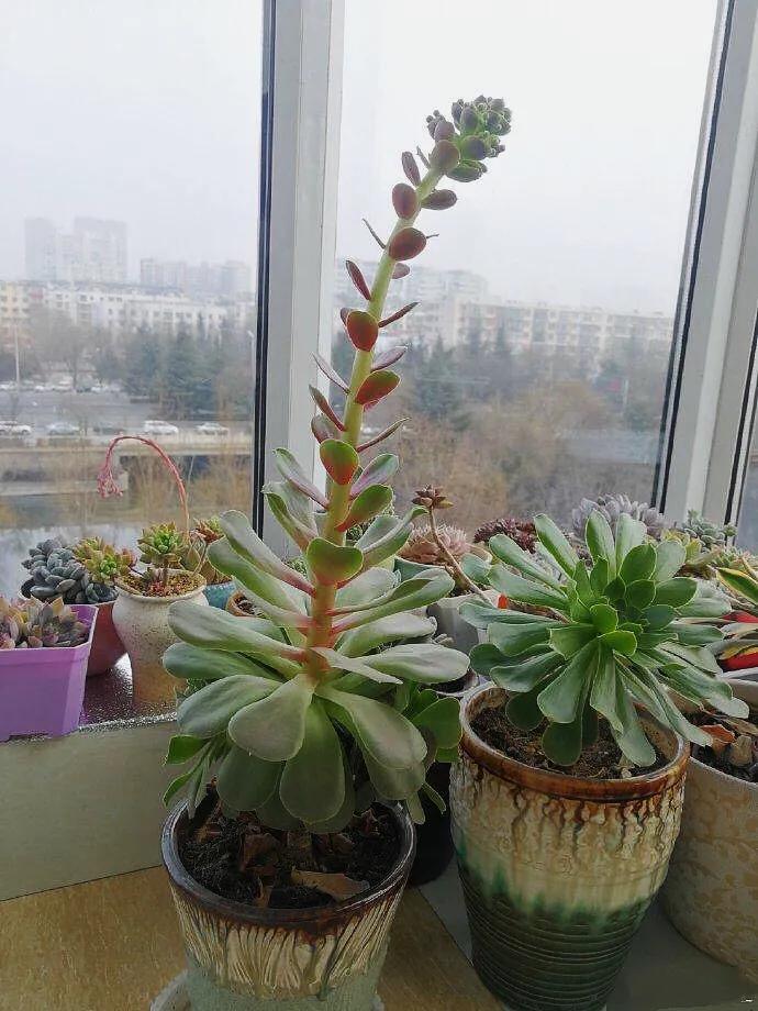 多肉法师韶羞现在能摘心吗,多肉法师欧紫跟韶羞的对比图