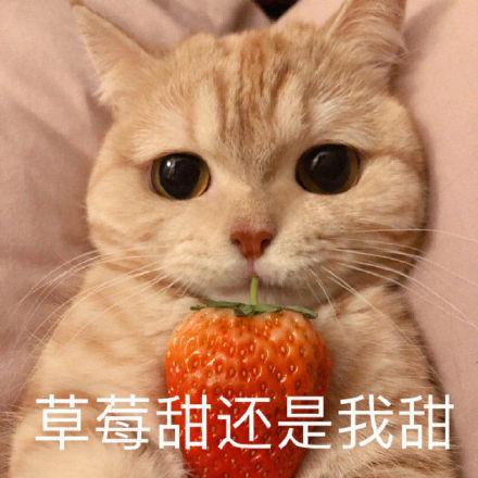 「养猫的日常」当你有这样的感慨，说明你养猫是正确的选择