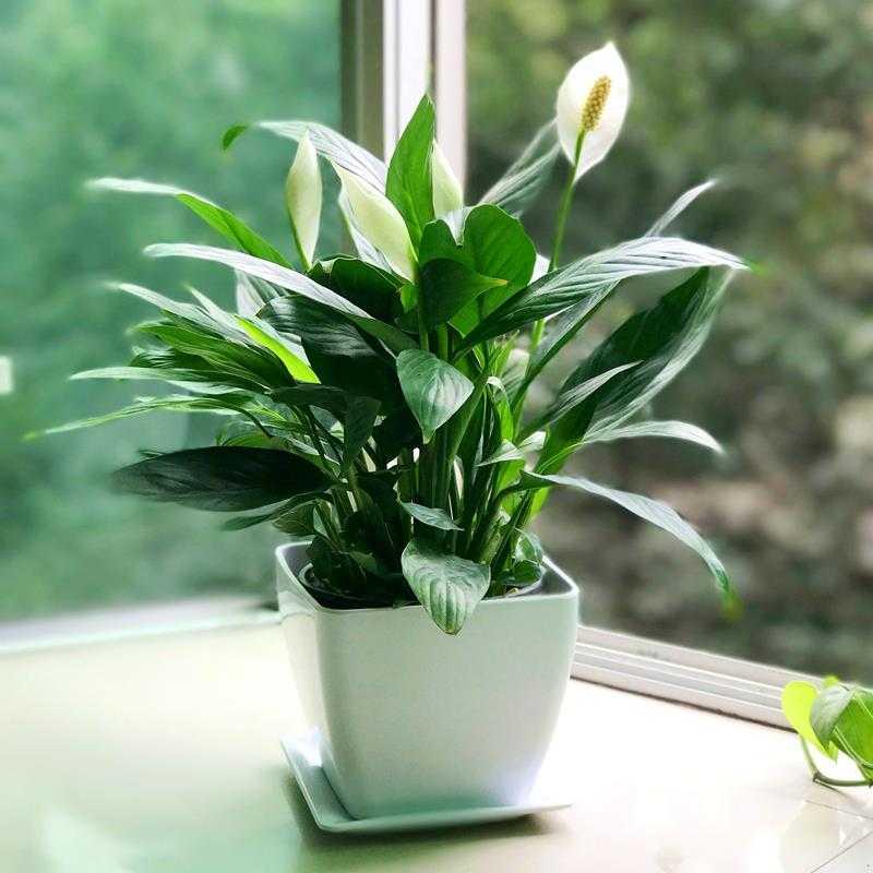 好养的盆栽花卉排名前十,盆栽花比较好养的有哪些