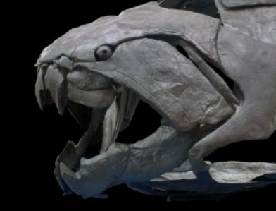 邓氏鱼怎么灭亡,邓氏鱼用什么驯服