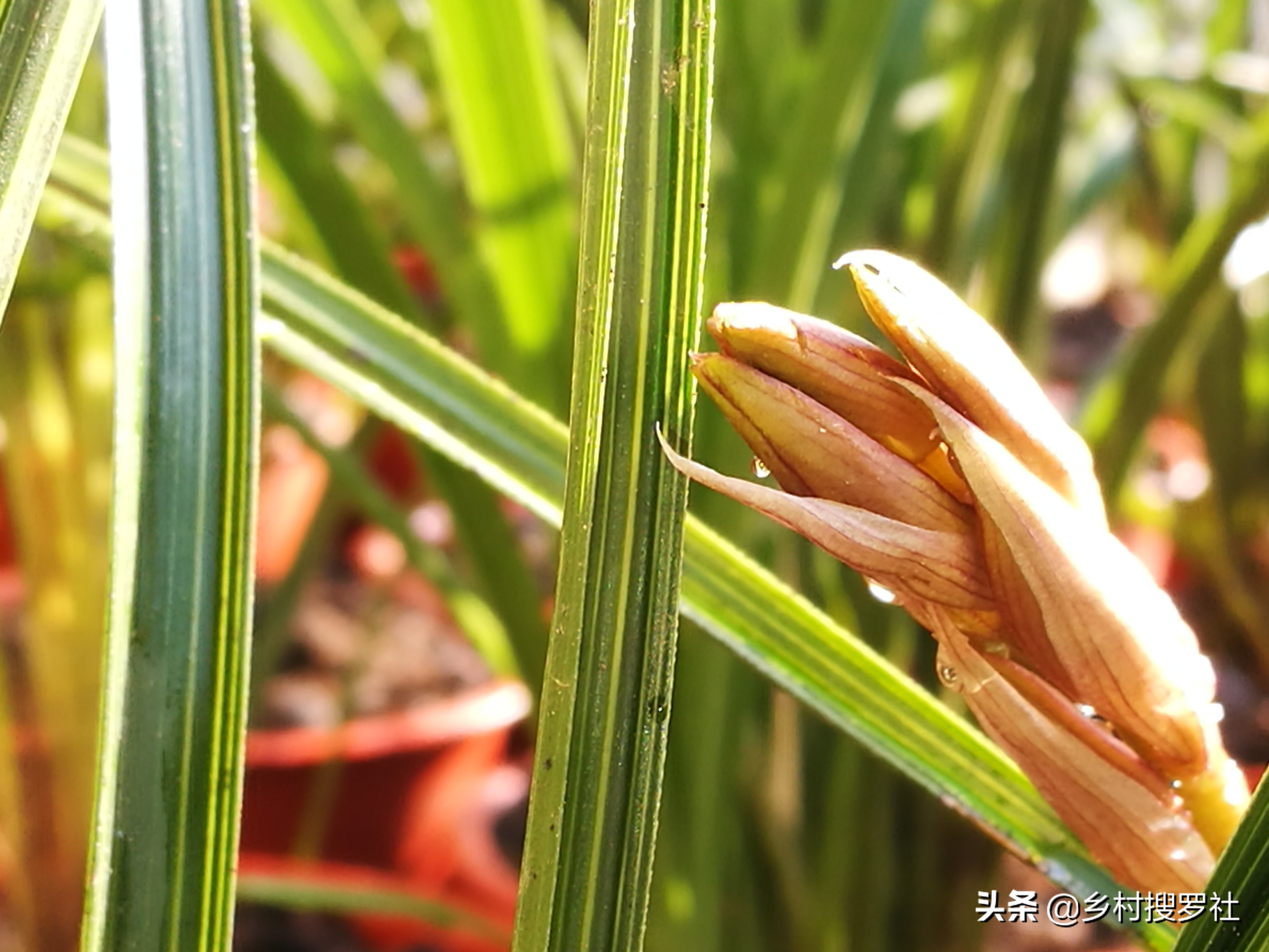 兰花什么叶子好养,露水对兰花叶子究竟有什么好处