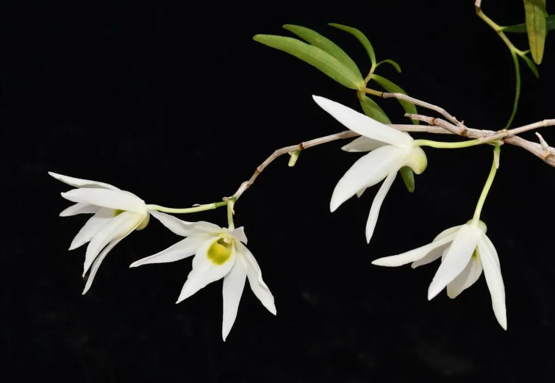 林草科普图片,林草科普