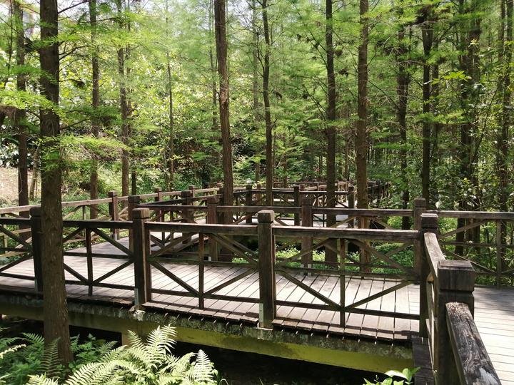 南宁有个“天然氧吧”，藏在狮山公园里，拥有一片绝美的水杉林