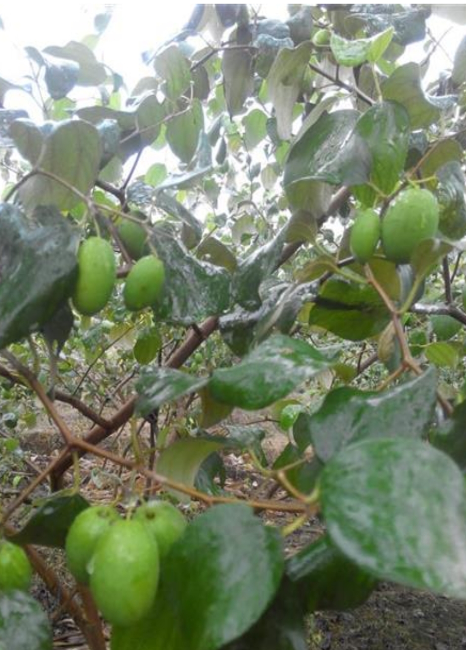 大青枣黑点病的防治,白垩病危害和防治方法