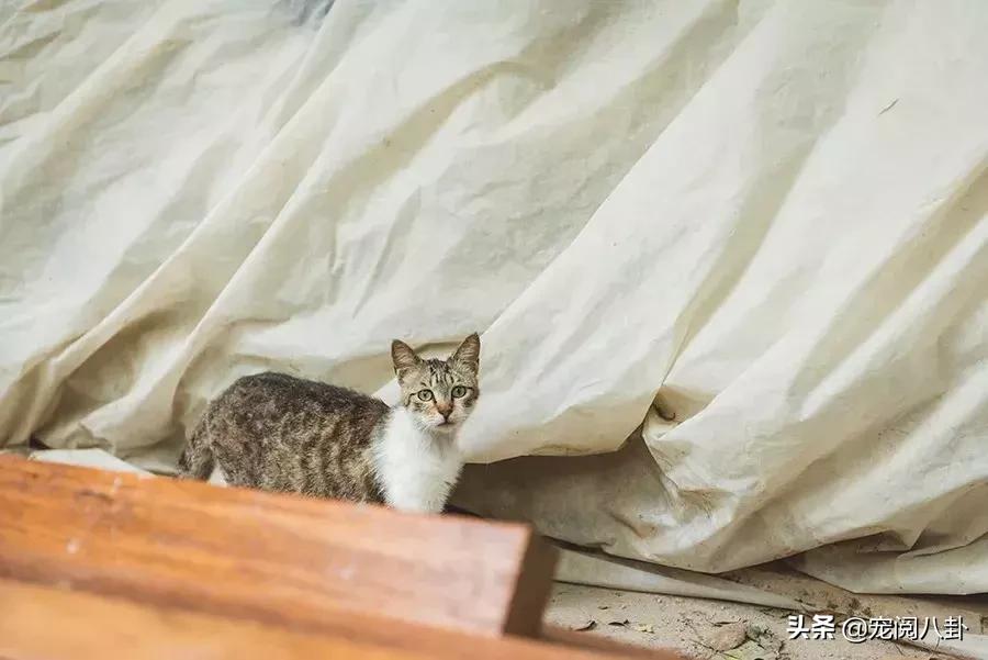 致每一位爱宠人，请了解下困难重重的TNR