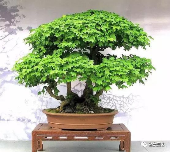 48种绝世盆景,绝世惊艳之作