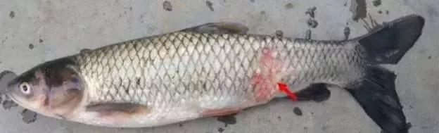 主养草鱼的池塘可以种水草吗,草鱼赤皮病图片