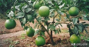 柑橘树迟迟不发芽,柑橘树开花不挂果