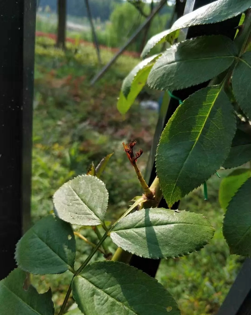 植物卷叶泛黄是什么原因,植物叶子卷曲畸形怎么解决