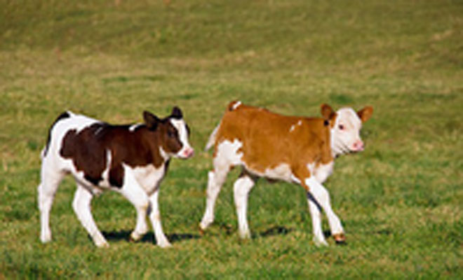 犊牛肺炎的最佳治疗方法,肺炎链球菌发病因素