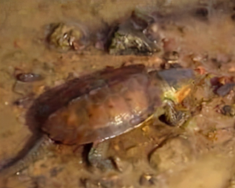 龟龟长大了,我滴个龟龟是什么意思