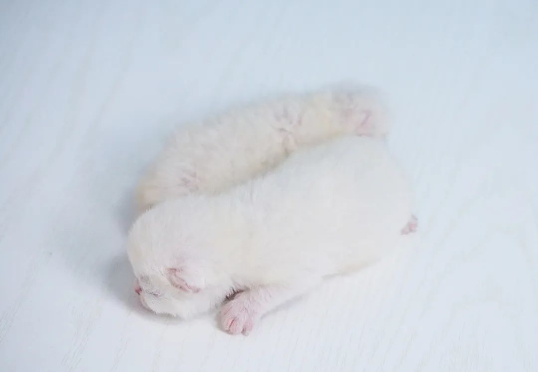 母猫下奶食谱,猫宫庄园