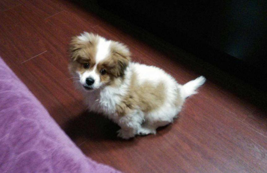 最好养的狗又聪明又不掉毛,哪种狗好养又不容易生病