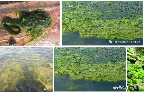 绿藻蓝藻青苔怎么区别,为什么藻类不容易存活