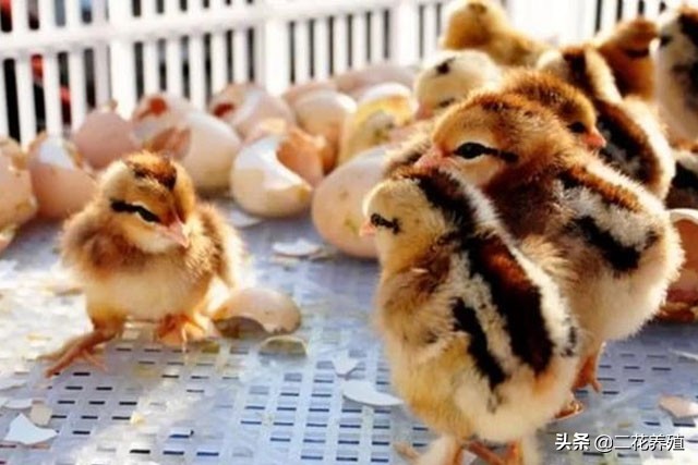 鸡打蔫是怎么回事,鸡打蔫不吃食怎么治