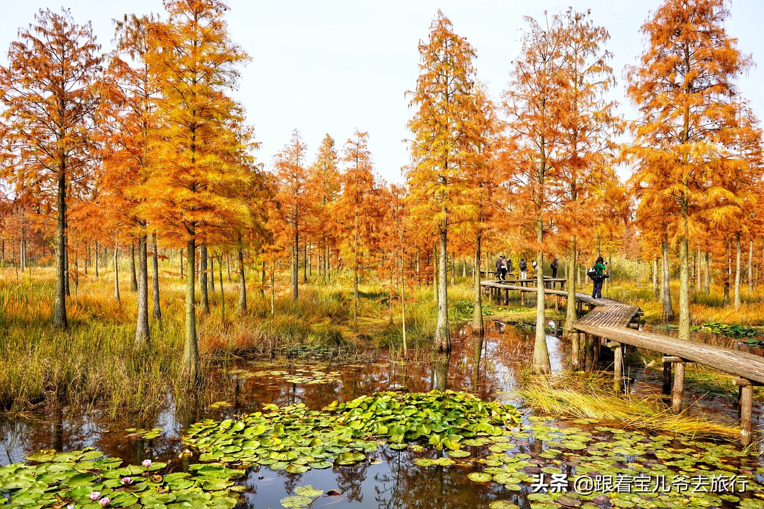 南京燕雀湖水杉林,南京秋天水杉林