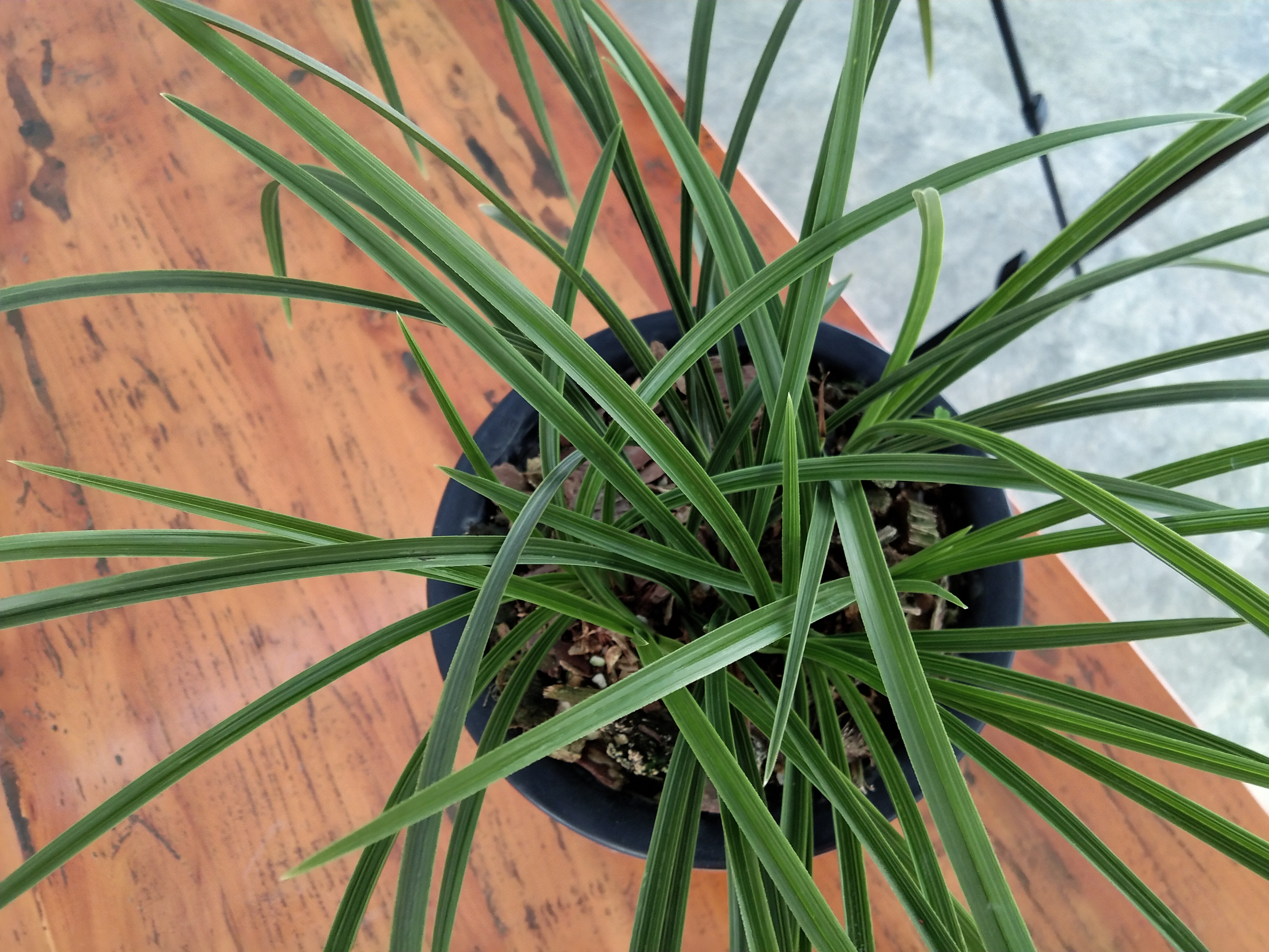 金边兰花价格多少钱一棵,便宜的出名金边兰花