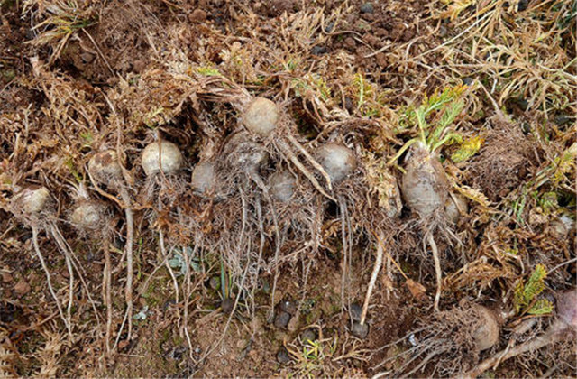 玛咖种子怎样种植,人工种植的玛卡