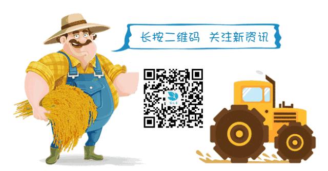 鸽子养殖市场前景如何,蛋鸽子养殖成本利润