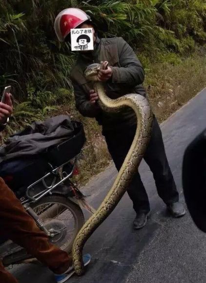 30公斤巨蟒进村吃200只鸡,巨蟒真实吞食野猪