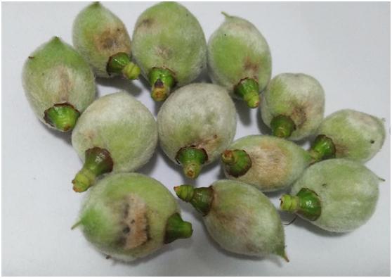 果树褐斑病害图片大全,果树病虫害用药一览表