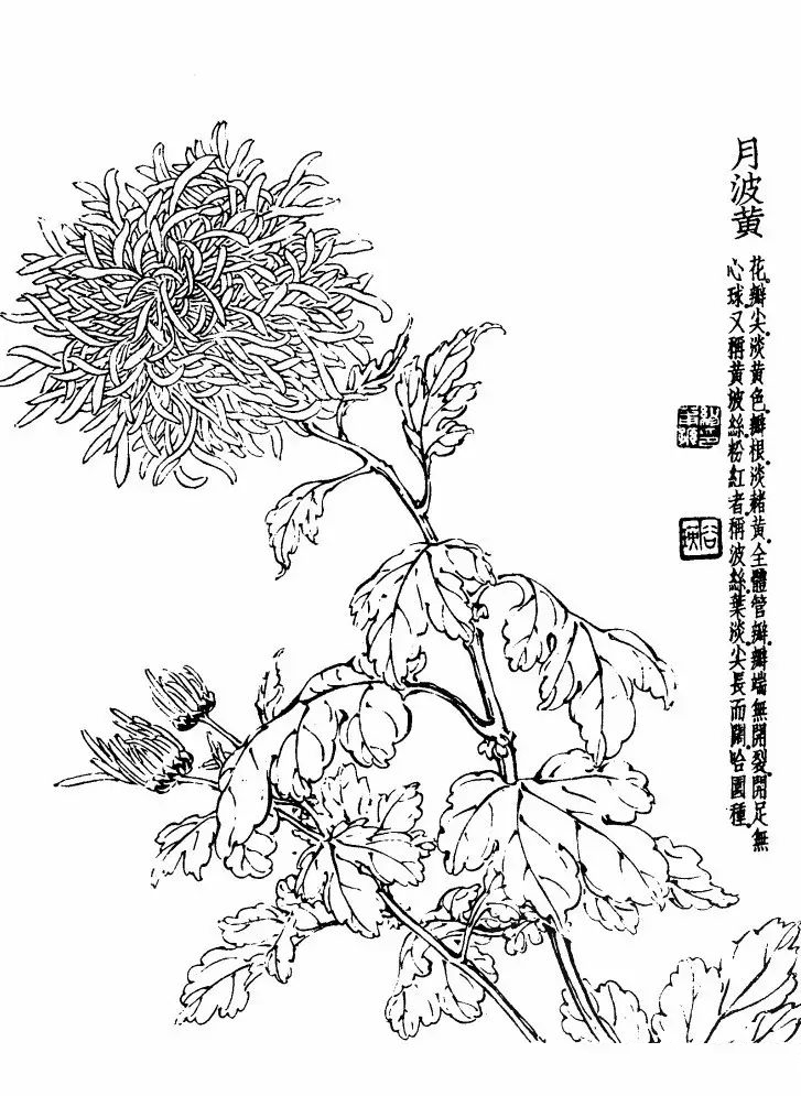 菊花白描基础花瓣的画法,白描菊花用笔