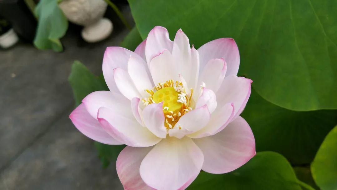 用碗莲的种子养殖多久可以开花,碗莲怎么养才能结种子