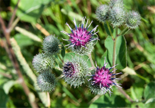 牛蒡怎么种植方法和技术视频,牛蒡种植的方法和注意事项