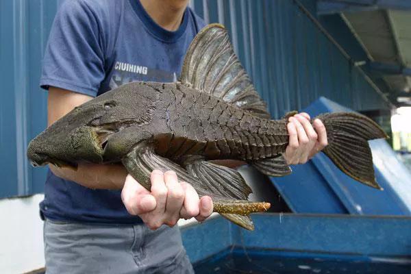 清道夫在印度的遭遇,清道夫为啥在印度