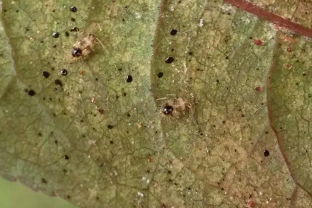 我的杜鹃花叶子发黑掉落咋办,我的杜鹃花嫩枝干枯怎样救治