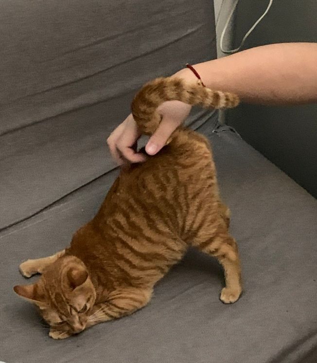 在猫咪眼中吃重要还是玩重要,在猫咪眼里人类有哪些迷惑行为