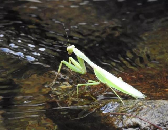 为什么螳螂会跳水自杀，难道脑子被控制了？