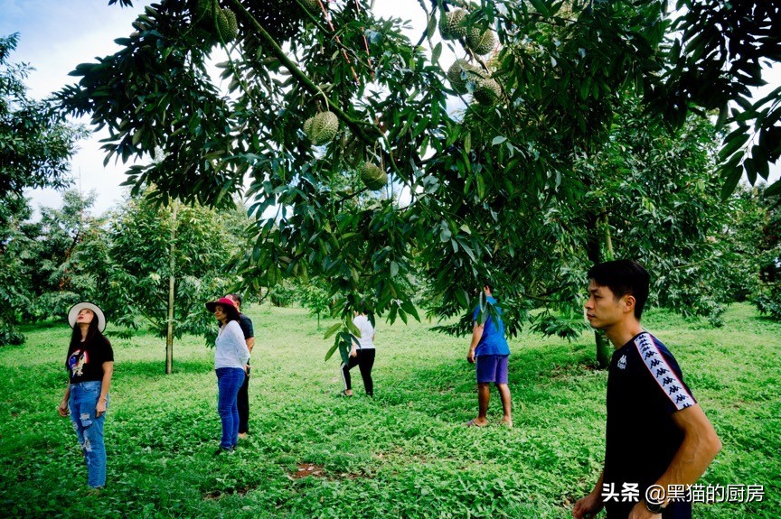 拼多多买的榴莲推荐什么,拼多多买手选品流程