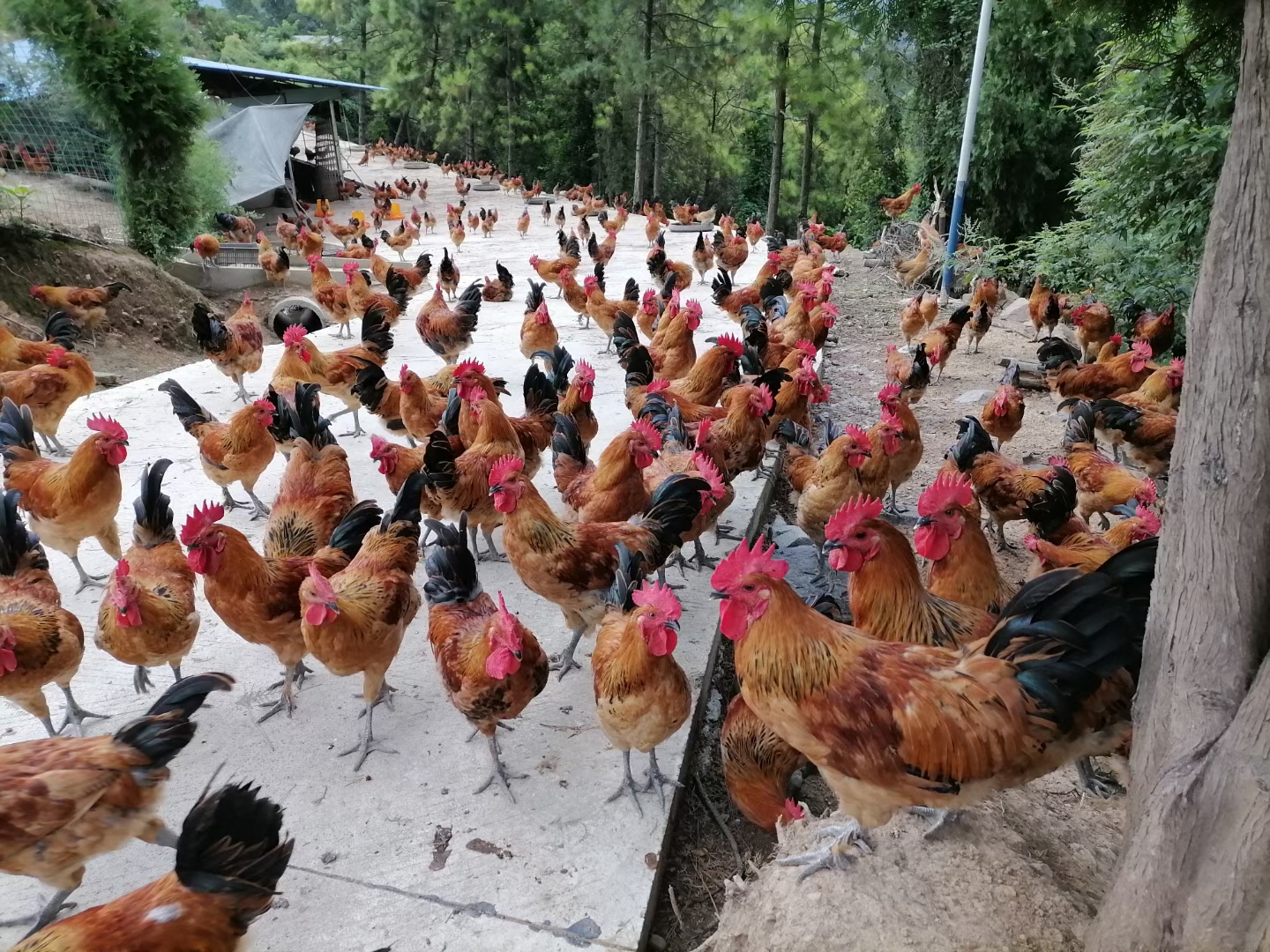 养鸡致富的方法和技术,养鸡技术知识大全怎样让鸡长得快