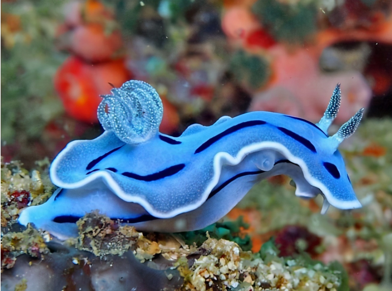 是雌雄一体的动物,雌雄一体的动物怎么繁育