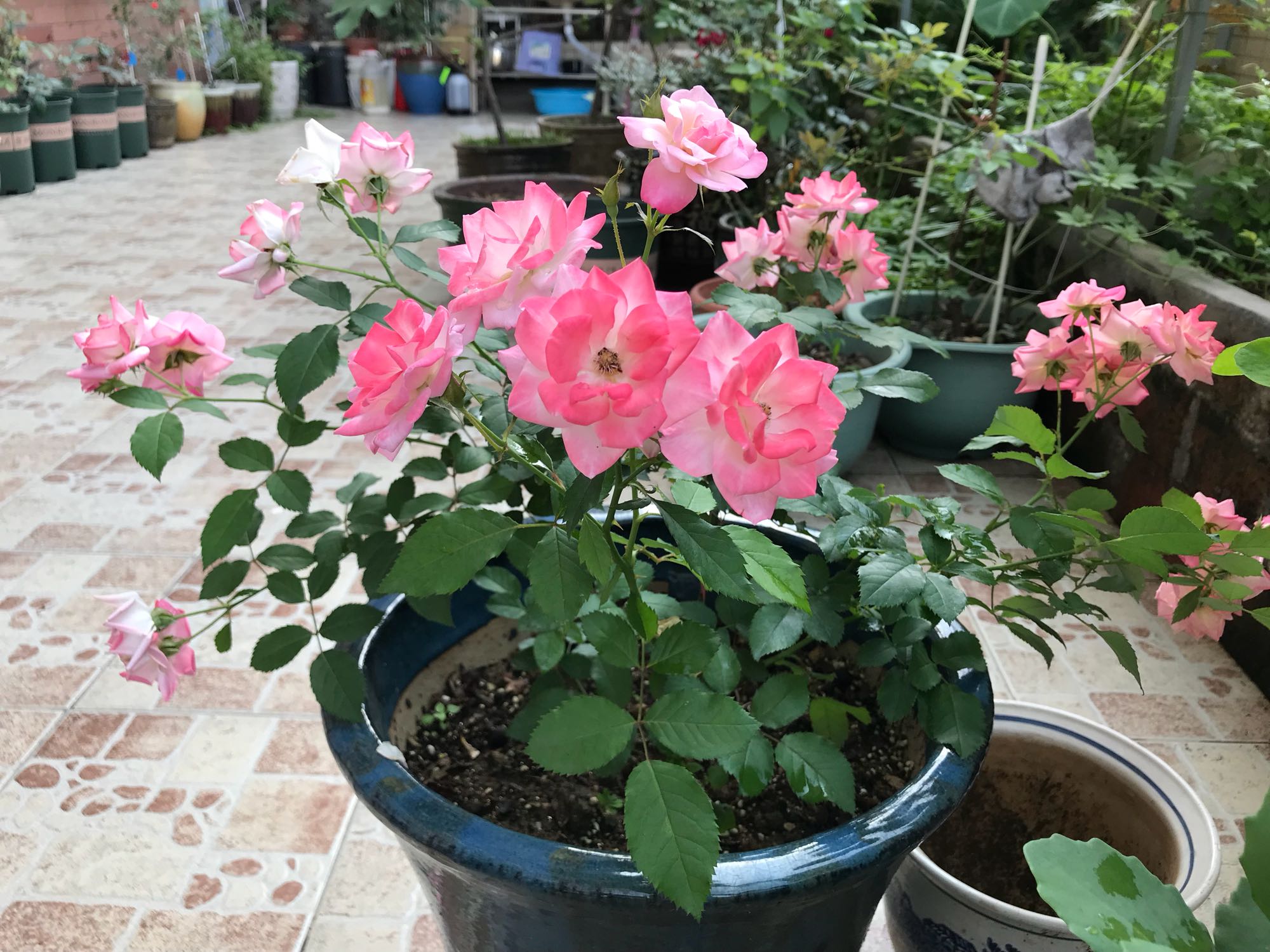 适合小型花柱的藤本花卉,哪种藤本花卉最好养