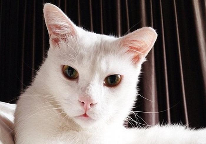 铲屎官的吃猫头行为,铲屎官对猫的奇葩操作