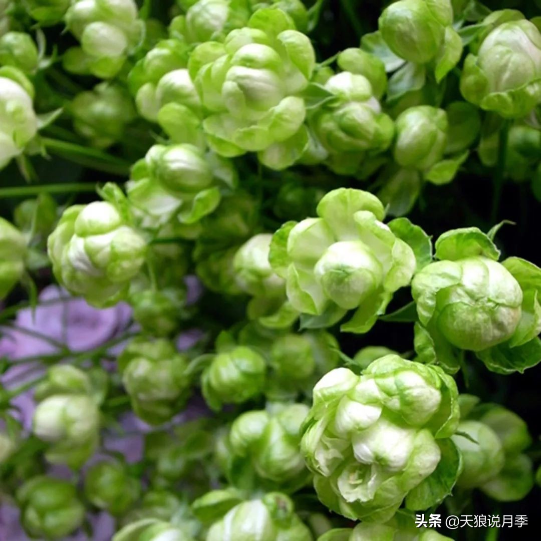 四月最浪漫的蔷薇花,最浪漫的四月花