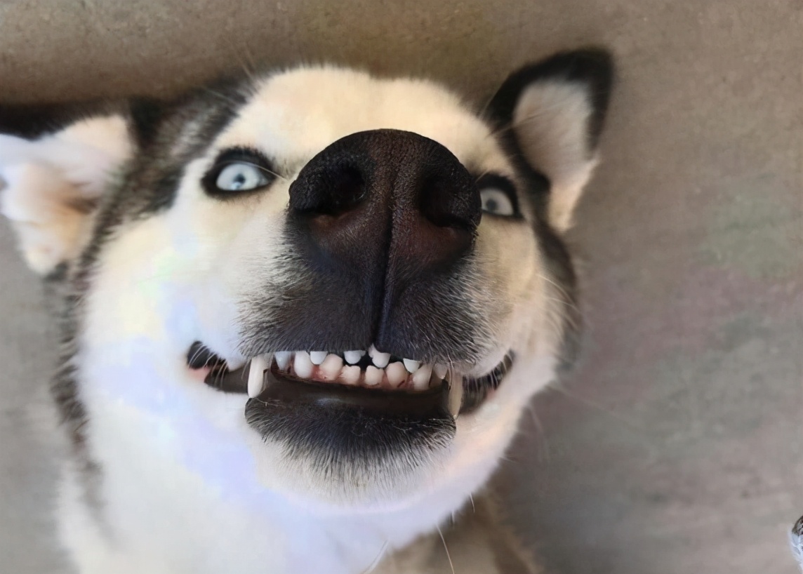 经常打狗狗的背部会怎么样,打狗狗多严重会致死