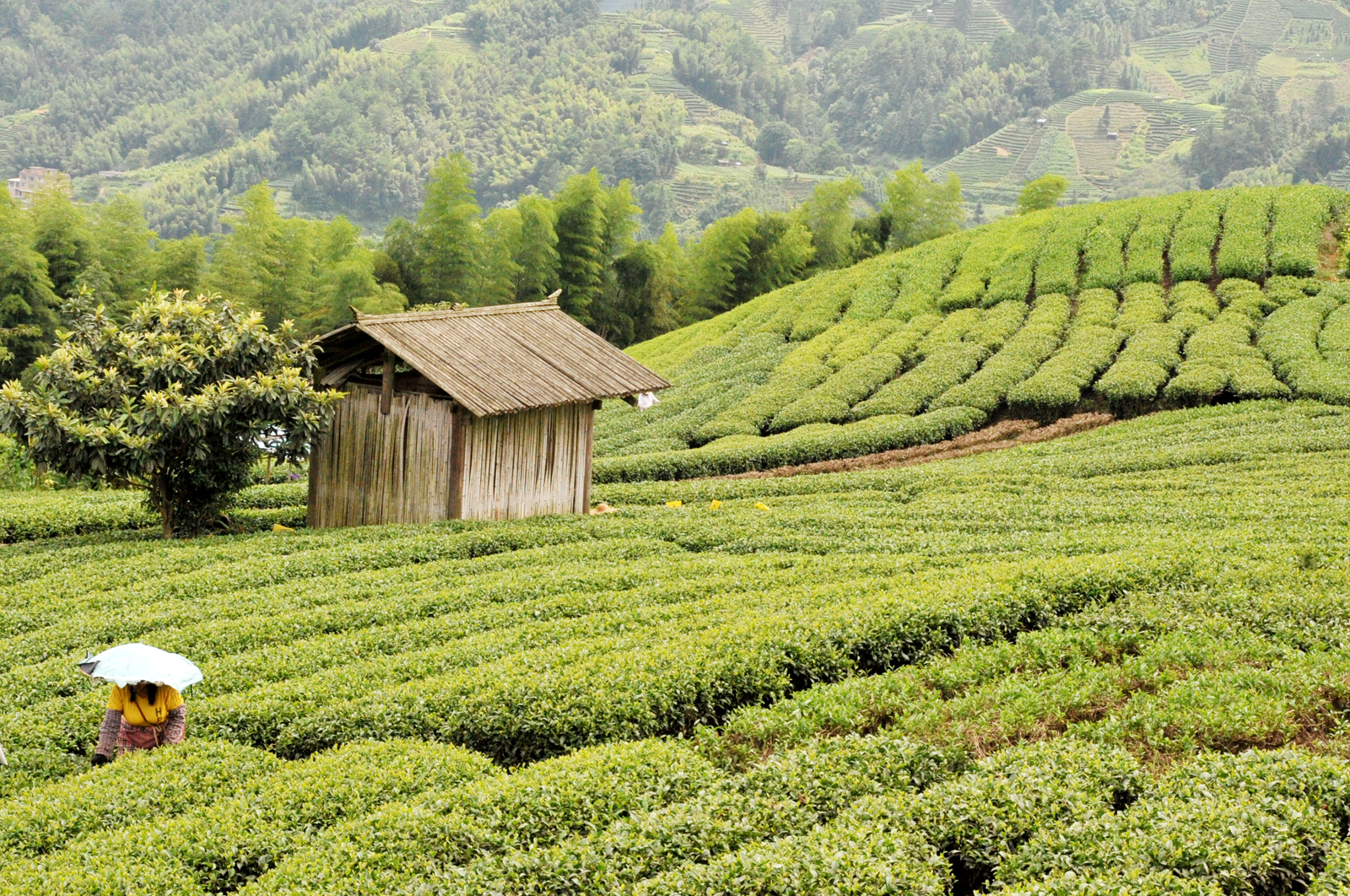 自炒茶叶纯天然,云南茶传统柴火手工炒茶