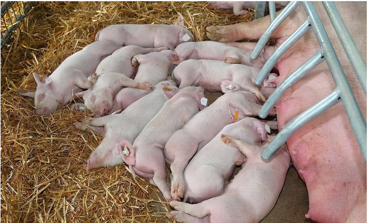 母猪产褥热有什么症状,什么药可预防母猪产后热