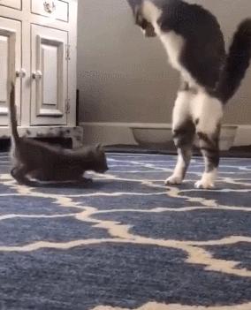 无法领养残疾猫,有些流浪猫不适合领养