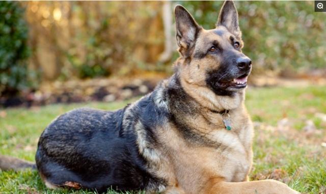 德国牧羊犬十大可怕之处,德国牧羊犬真的可怕吗知乎