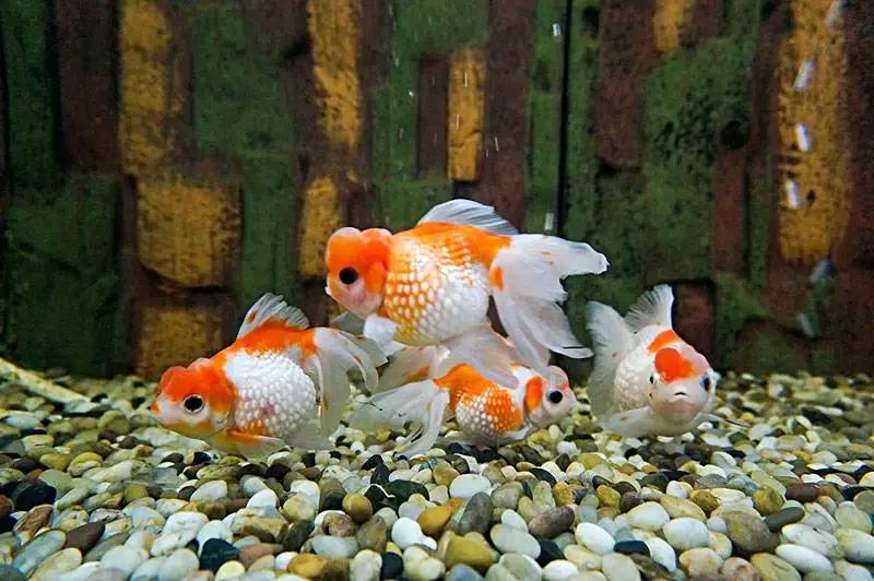 小孩子最适合养的小宠物大合集,哪种小宠物最好养又可爱听话