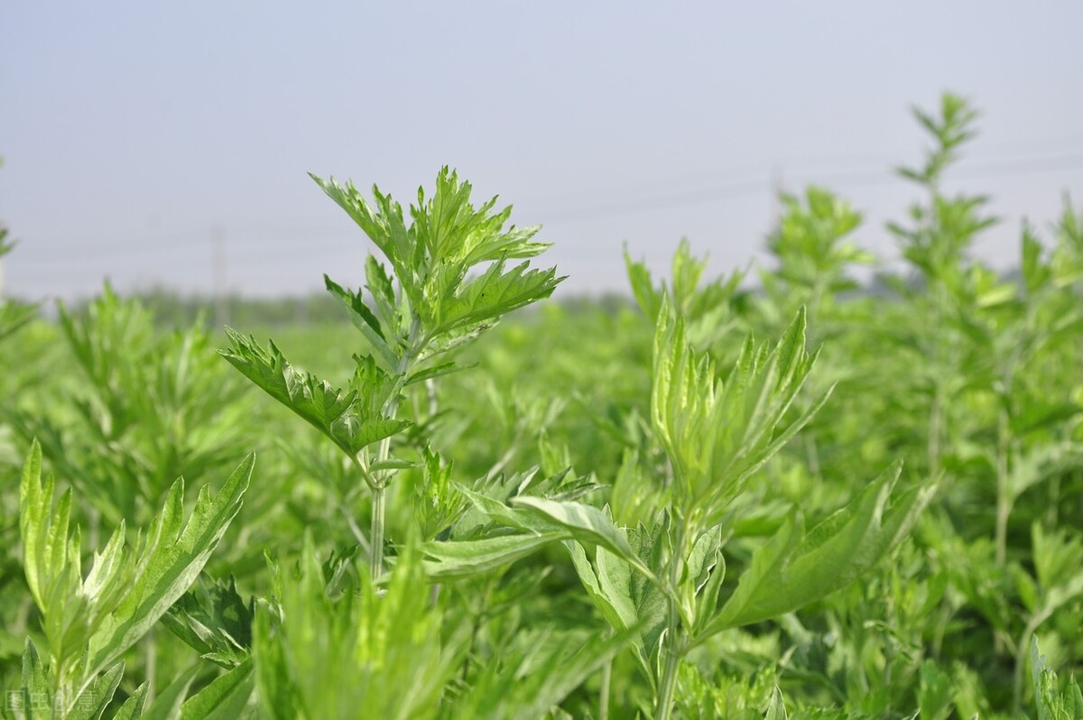 热证可灸和热证禁灸,热证可以用灸法治疗吗